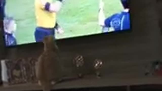 Gatinho assistindo futebol kkk