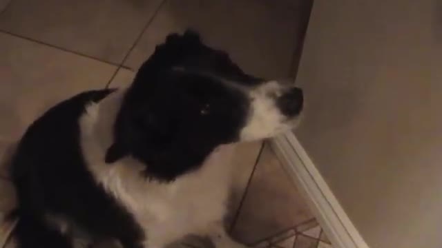 My talking border collie - learning to say "hello"!