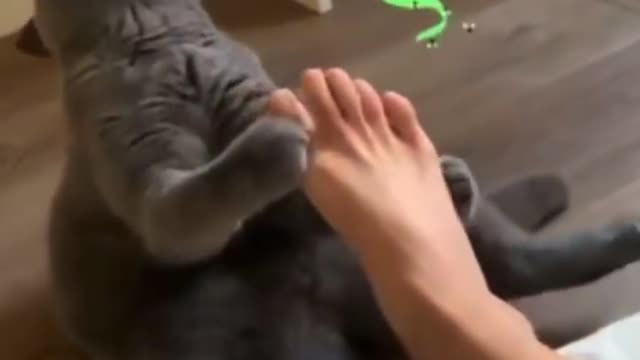 The cat faints at the small of the feet.