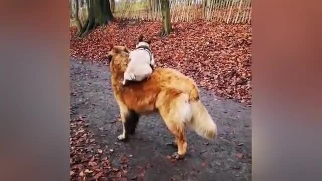 Loves Its Duck