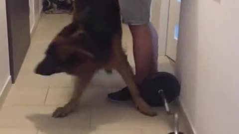 German Shepherd puppy reunites with owner after work