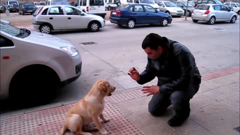 Training Labrador Thor champion