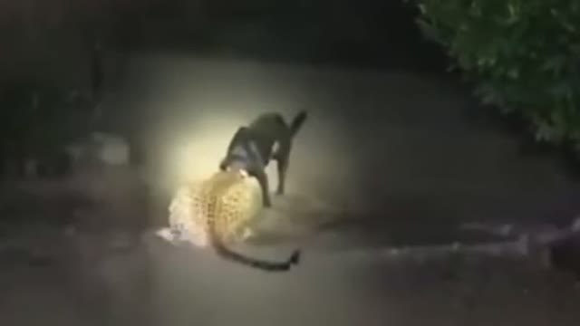 Leopard attacks on Dogs