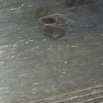 Hair balls on nyc train