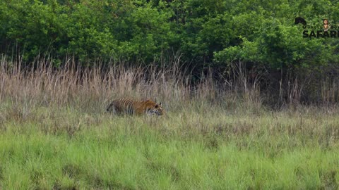 AMAZING TIGER FIGHT CAUGHT ON CAMERA