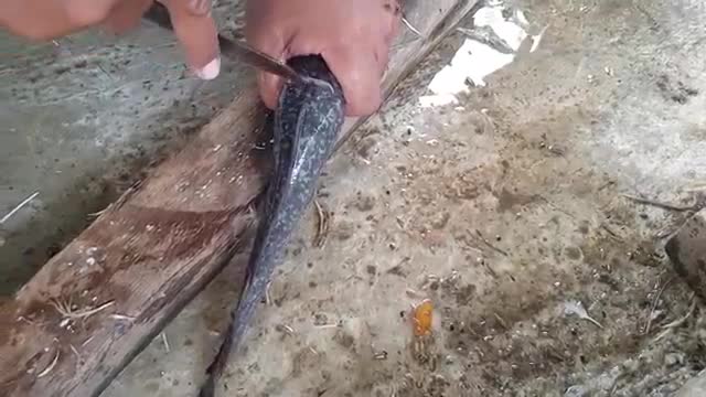 Mematikan ikan lele dengan cara islami
