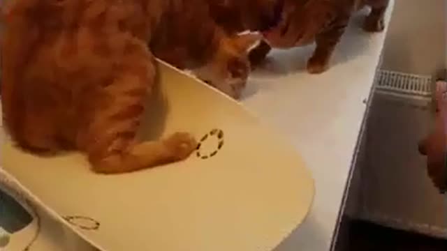 This adorable cat saves his buddy from the vet