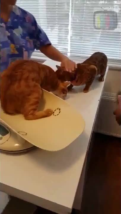 This adorable cat saves his buddy from the vet