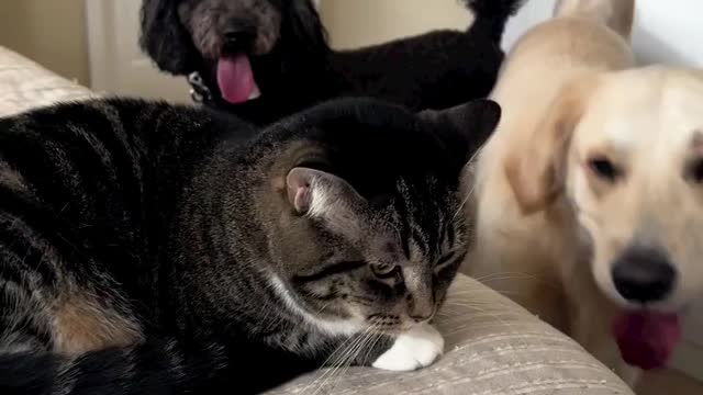 Cat and Dog Are the Most Cute friendship Ever ❤
