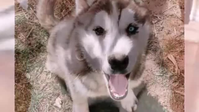 Dogs and Puppies Siberian Husky Cutest Funny Dog Videos