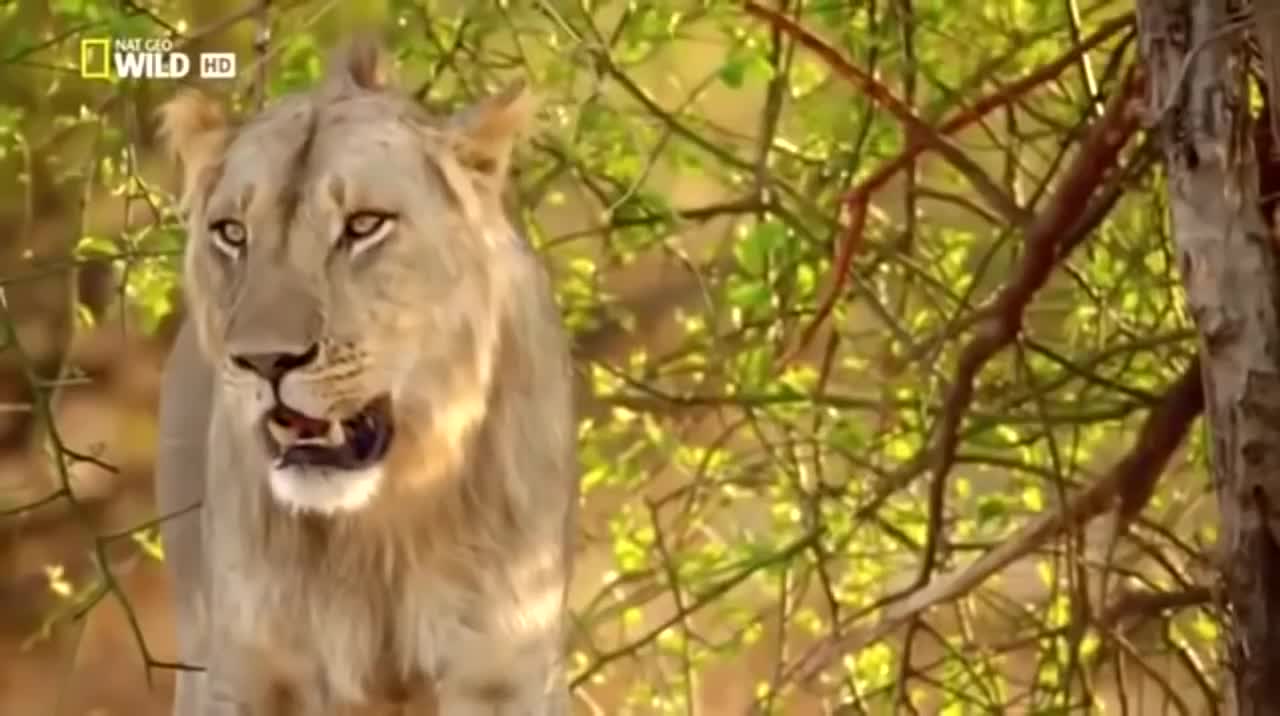 National Geographic Documentary 2020 HD - NSEFU Kings of Lions