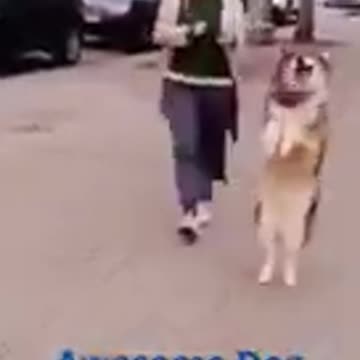 Funny dancing dogs 2022 video clips #short