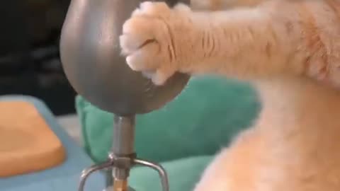 Funny Cat video