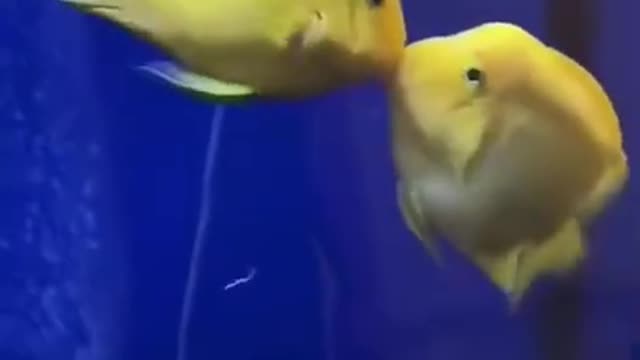 Cute animal videos #shorts
