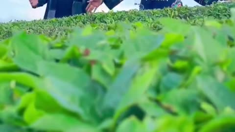 Tea picking girl Tea girl