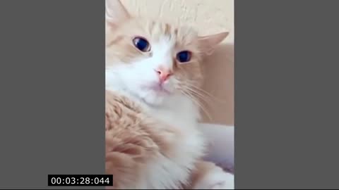 Funny and cute cats