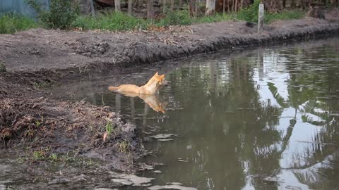 funny dog e