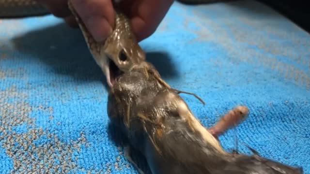 Doctor Makes Snake Regurgitate Toxic Rats