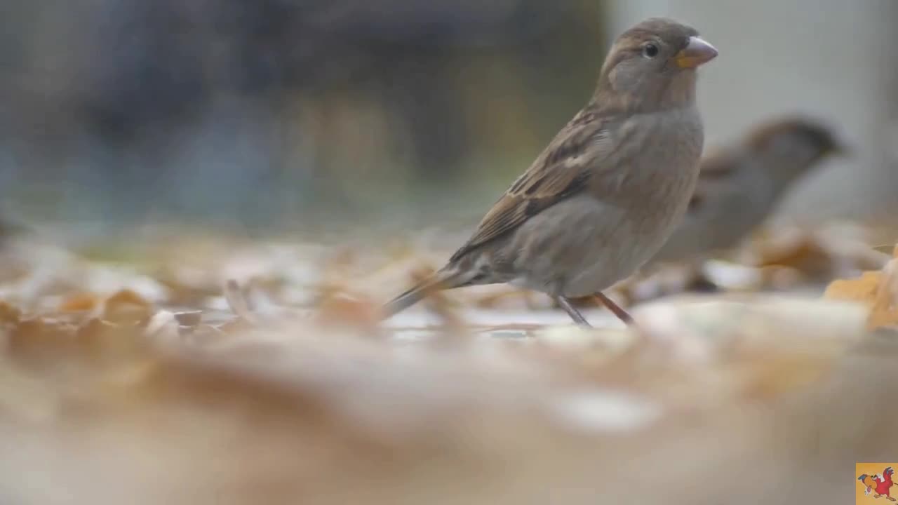 Deep look into the nature . Amazing video with simple birds .