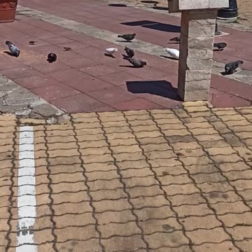 Pigeons on the square