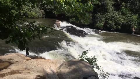 Doggone good dog gone