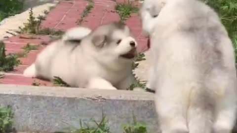 dog playing happily