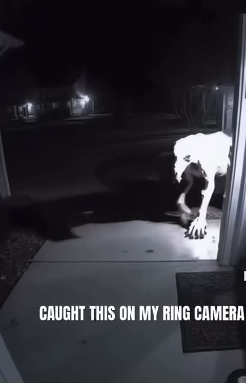 Chimera Caught on a DoorBell Camera