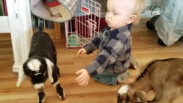 Baby and baby goat🐐🐐🐐🐐