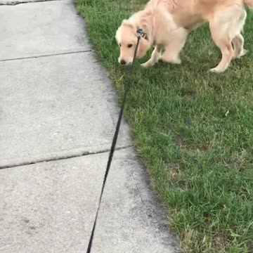 Dogy Playing OutDoors with Sticks
