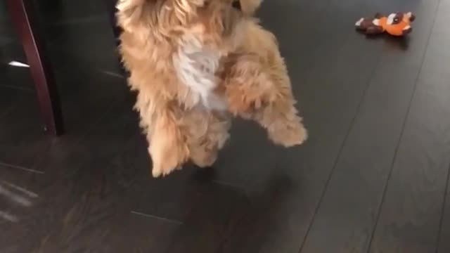 Small brown shaggy dog misses tennis ball catch