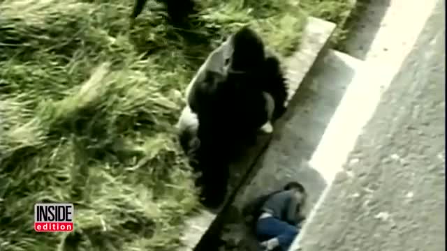 Kids Have Fallen Into Gorilla Enclosures In The Past But With Different Endings