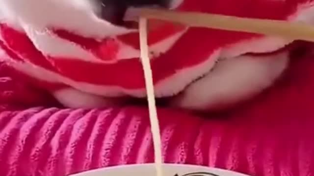 Top Funny Cute Dog Videos