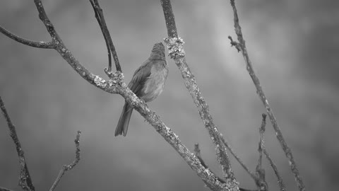 bird-tree-seed