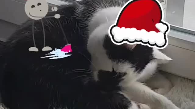 so cute cat Christmas