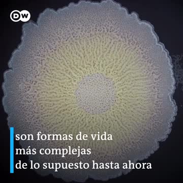 Video: conozca el maravilloso mundo de las bacterias