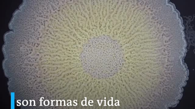 Video: conozca el maravilloso mundo de las bacterias