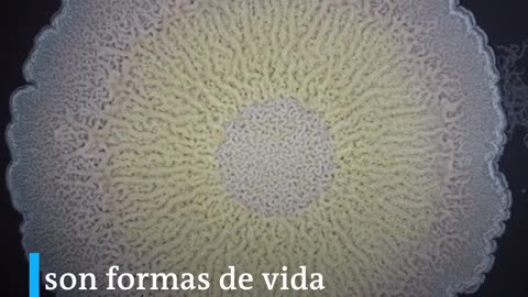 Video: conozca el maravilloso mundo de las bacterias