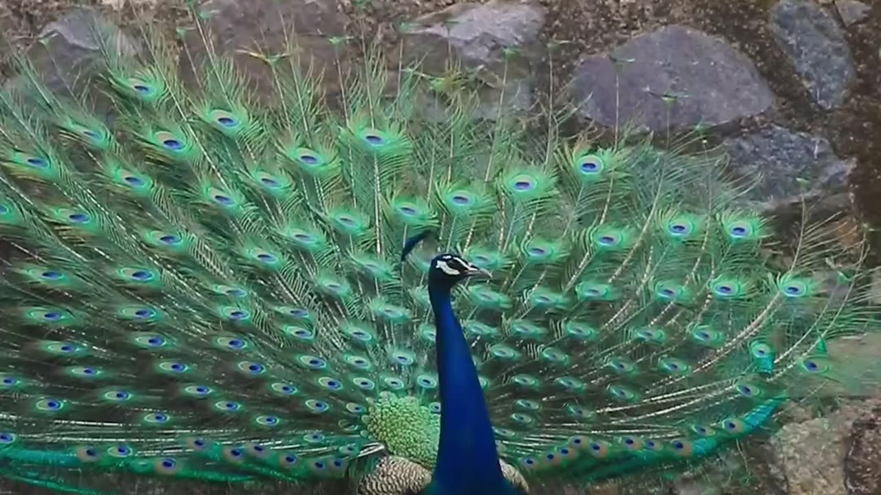 Peacock feathers