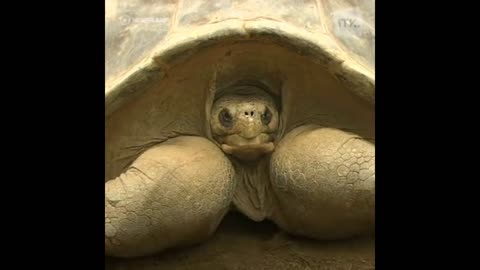 Cool Giant Galapagos Tortoise Which Is Over 100 Years Old