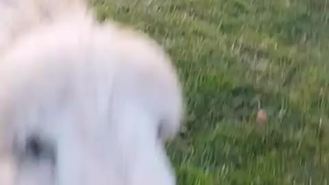 little donkey
