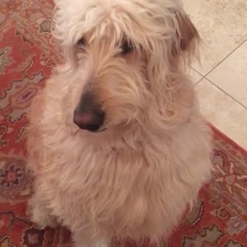 Sound on ....Death before being a Sooner Fan