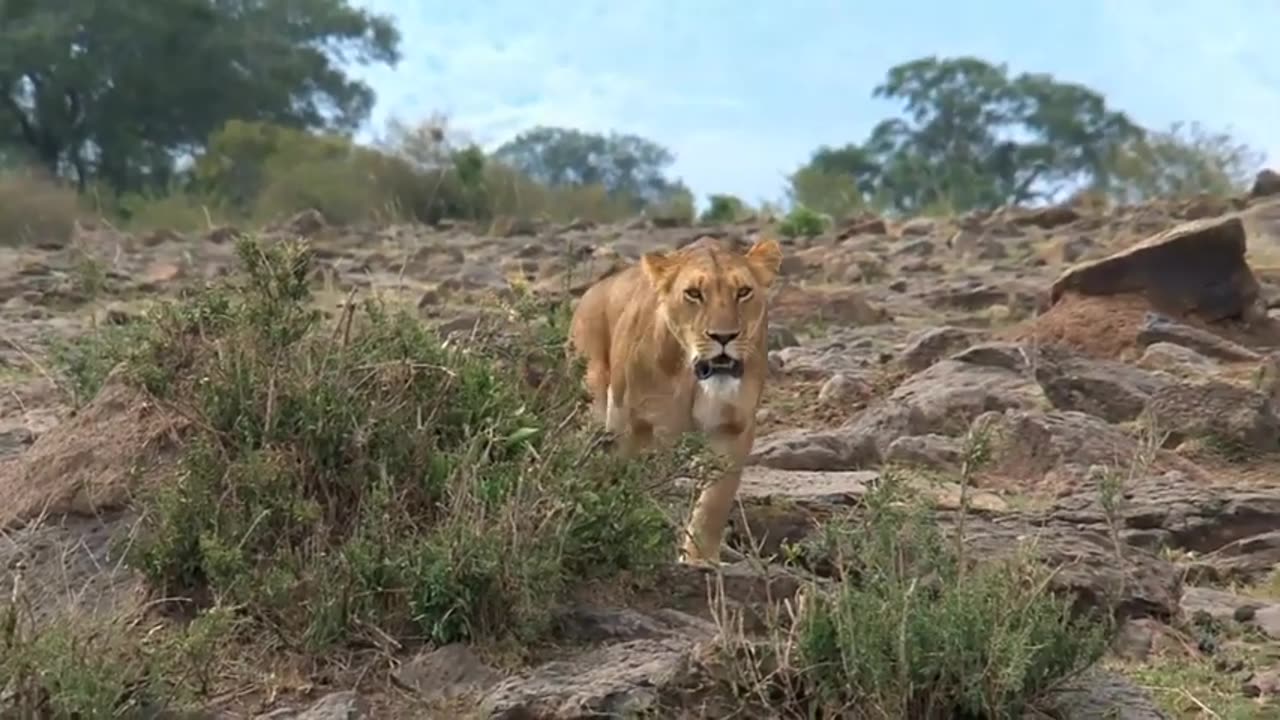 Lion's Tragic Fate: Injured and Painful Demise in Heartbreaking Wildlife Tale!"🦁😢