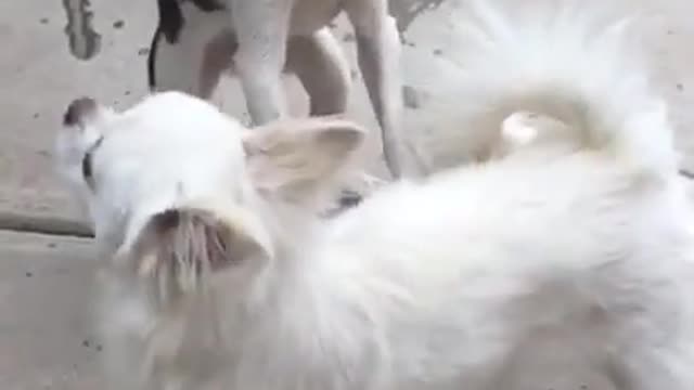 Best fight dogs video 🤪😂😁🤩dogs fight. Small fight 😅😅