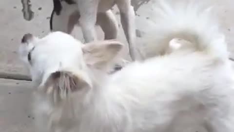 Best fight dogs video 🤪😂😁🤩dogs fight. Small fight 😅😅