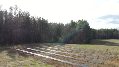 Our First Elderberry Field - Part 1