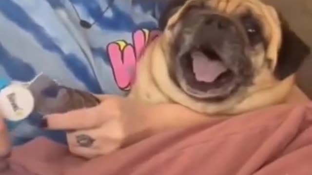 Try not to laugh Pug dog scared to get his nails clipped