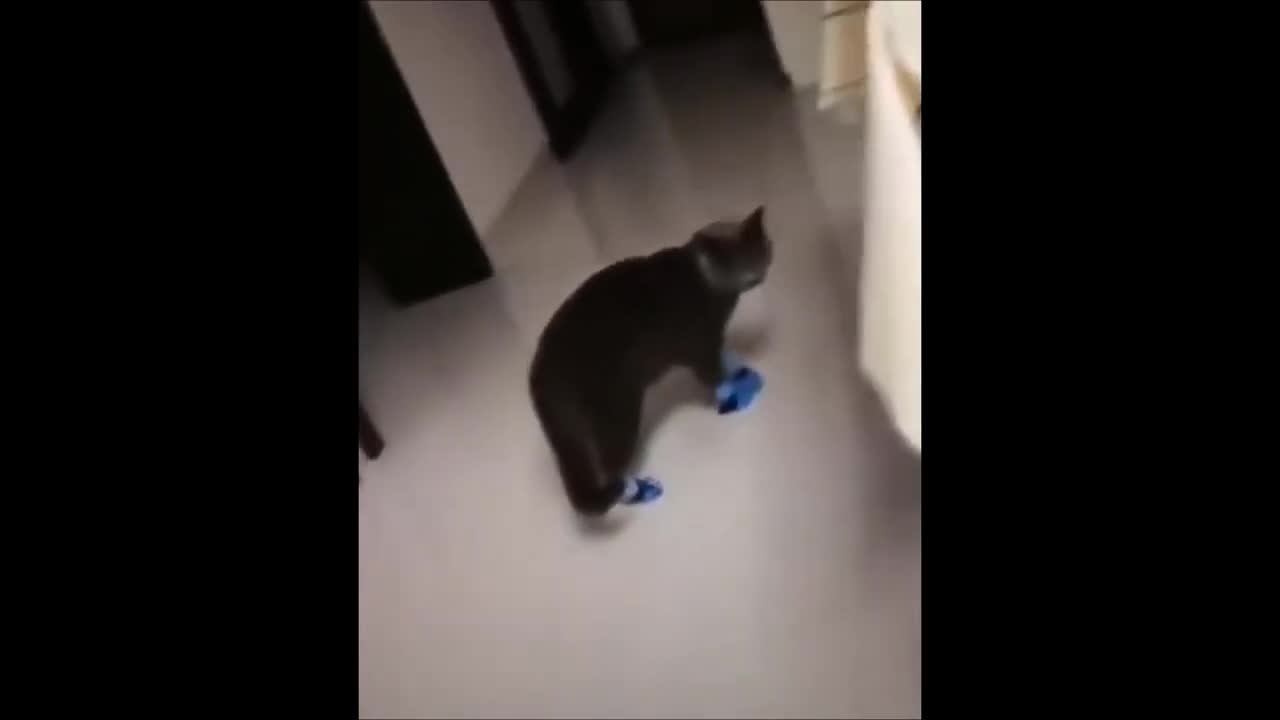 Top funny cats animals vidéos