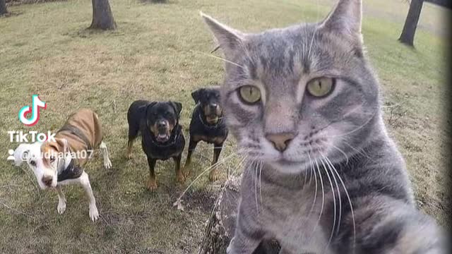 Funny 🤣 and reaction of cats with his friends