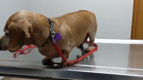 Weiner Dog dachshund scared waiting on the Vet.