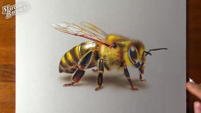 Describe The Detailed Changes In The Color Of Bees